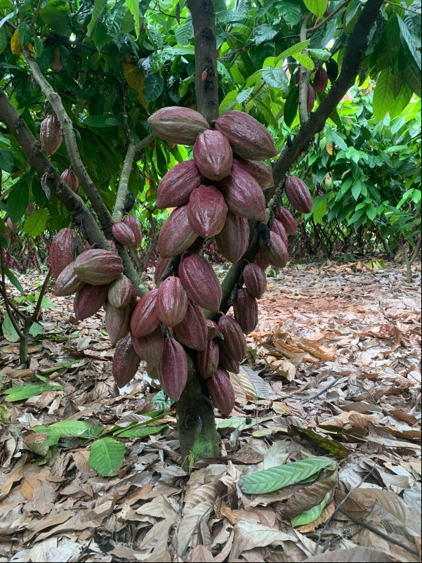 Secretaria de Agricultura de Confresa busca conhecimento e tecnologia na produção de cacau_foto1